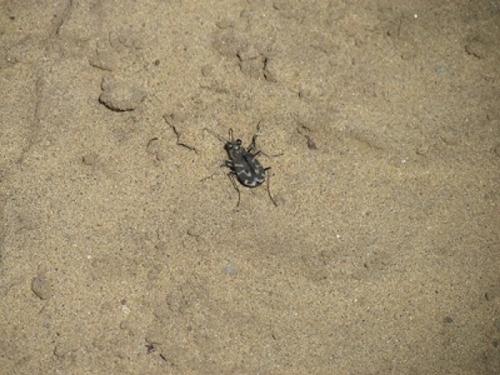 Cicindela tranquebarica
